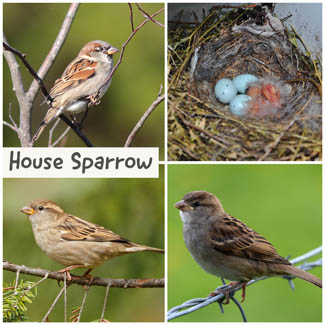 House Sparrow